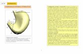 LP 19 STOMACUL - work.xentra.rowork.xentra.ro/cursuri-amg/ANUL I/Semestrul-I/Anatomie/Material LP... · comunicar ea cu esofagul), orificiul piloric (este situat distal şi reprezint