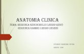 Anatomia CLINICA - anatop.usmf.mdanatop.usmf.md/wp-content/blogs.dir/97/files/sites/97/2015/03/... · Artera poplitee 1. ORIGINE La nivelul inelului celui de-al treilea adductor continuă