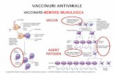 VACCINURI(ANTIVIRALE(( - umf.alinolaru.comumf.alinolaru.com/an3/virusologie/c03-vaccinuri.pdf · !Dezavantaj major VPO: posibilitatea reversiei la virulenta- PPAV -poliomielita paralitica