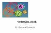 VIRUSOLOGIE - mgsii.files. · PDF fileVirusurile Proprietăţi generale • agenţi etiologici boli infecţioase: • poliomielita, rujeola, rubeola, varicela, citomegalia, infecţia