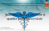 Anatomia clinică a abceselor și - anatop.usmf.mdanatop.usmf.md/wp-content/blogs.dir/97/files/sites/97/2015/03/... · Continut:m.infrahioidieni;gl.tiroida,gl.paratiroida,traheea;