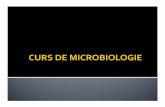Microbiologie (micro = mic; bios = viaţă) Bacteriologie ...spvg-bm.ro/files/virusologie_microbiologie_an_I.pdf · PDF fileBacteriologie (bakterion = bastonas) Virusologie Parazitologie