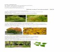 Oferta arbori ornamentali - 2015 - plant-garden.roplant-garden.ro/wp-content/uploads/2014/10/Arbori-ornamentali-.pdf · 7) FRAXINUS EXCELSIOR (frasin) Habitus: arbore de talie mare.