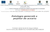 Patologia generală a - Edu Veterinar by · PDF fileAnatomia generala a pestelui si bolile comune asociate Tesut Localizare Boli Branhii Localizate bilateral, mai jos de ... bronhii