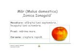 Măr (Malus domestica) ,Ionica Ionagold` · PDF fileIssue by: Rosmarie Engelhardt Issued date: 20 10.2007 Măr (Malus domestica) ,Ionica Ionagold` Recoltare:sfârşitul lunii septembrie,