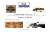 GHID INFORMATIV - · PDF fileGândacul mic de stup este originar din Africa, unde reprezintă un dăunător minor pentru familiile ... Fig.11 Larva micului gândac de stup – descriere