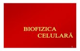 BIOFIZICA CELULARĂ - MDTimisoara.weebly.commdtimisoara.weebly.com/uploads/4/0/2/0/4020278/bf07md_09.pdf · celula ppĂrŢicomponentei componente: membrana celularĂ citoplasma nucleul