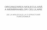 ORGANIZAREA MOLECULARĂ - justmed.eu membranare-2005-icon.pdf · - lipidele specifice foiţei interne a bistratului (PS, PI) sunt slab reprezentate la nivelul plutelor-înfoiţa internăde