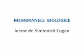 MEMBRANELE BIOLOGICE lector dr. Simionică Eugenbiochimia.usmf.md/wp-content/blogs.dir/152/files/sites/152/2016/09/... · • Lipidele sunt distribuite asimetric pe ambele fețe ale