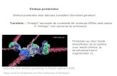 Sinteza proteinelor - phys.ubbcluj.rodana.maniu/BIOSTAT/C8.pdf · Proteinele sunt cele mai numeroase molecule din structura sistemelor vii, toate procesele din organism depinzand