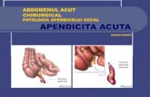 PATOLOGIA APENDICELUI CECAL APENDICITA ACUTAseria7.weebly.com/uploads/4/0/8/5/4085189/apendicita_acuta.pdf · Febra: constanta, sub 38 -39 grade ... Pacient in decubit dorsal, mb.