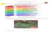 Lacatuserie generala mecanica - Tehnologii Dimitrie Leonidatehnologiidimitrieleonida.wikispaces.com/file/view/T15+Lipirea.pdf · re un curent electric de tensiune mică şi de intensitate
