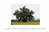 Un gorun de 900 de ani care se află în satul Mercheaşa, …gabitr/Cursul8.pdf · Lect. dr. Gabriela Trimbitas 4 Exemple: Arborele genealogic (terminologia derivă în mare parte