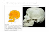 LP 8 NORMA LATERALIS (ASPECTUL LATERAL AL …work.xentra.ro/cursuri-amg/ANUL I/Semestrul-I/Anatomie/Material LP... · LP 8 NORMA LATERALIS (ASPECTUL LATERAL AL CRANIULUI) Norma lateralis