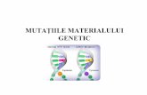 MUTAŢIILE MATERIALULUI GE ETIC · PDF fileC are ca rezultat formarea U. Uracilul poate forma legături de H cu A, iar la replicarea ulterioară a ADN pe catena nou sintetizată în