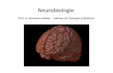 Neurobiologie - Neurophysiology of Pain - Babes et al … cerebrale (neurologie, emisfere, lobi, corp striat, etc…) Luigi Galvani (1737-1798) – descoperitorul bioelectricit ăț