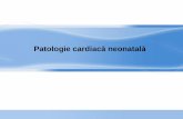 Patologie cardiacă neonatală - umfiasi.ro de Medicina... · cardiomiopatii dilatative; cardiomiopatie de origine ischemică perinatală, disritmii severe afectare pericardică III.