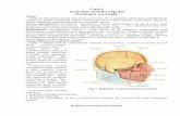 Curs I Anatomia clinică a capului Porţiunea cerebrală · Curs I Anatomia clinică a ... Compartimentul cerebral se împarte în bolta craniului ... formează un singur trunchi