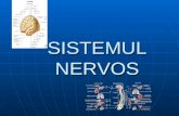 SISTEMUL NERVOS - CNILC-Biologie€¦ · PPT file · Web view · 2011-05-11SISTEMUL NERVOS CLASIFICARE SNC(sistem nervos central)-maduva spinarii+ encefal(contine centrii nervosi