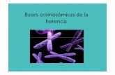 Bases cromosómicas de la herencia - [DePa] Departamento …depa.fquim.unam.mx/amyd/archivero/Basescromosomicas_8551.pdf · 2012-05-10 · estructura del cromosoma. bacilo procariotes