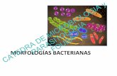 CATEDRA DE MICROBIOLOGIA y - odon.uba.ar Microbiologia/fotos book/guias de... · catedra de microbiologia y parasitologia bacilos fouba. agrupacion de cocos catedra de microbiologia