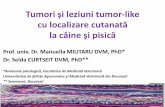 Tumori şi leziuni tumor-like - synevovet.rosynevovet.ro/pdf/simpozion_2015/6_Tumori_cutanate_caine_si_pisica.pdf · Localizări frecvente: cap ... HCL – pulmon câine, metastază