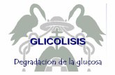 glicolisiss58669cd9b381f673.jimcontent.com/download/version/1283708457/... · Glucolisis Glucosa Glucogenolisis Glucolisis Glucogenogénesis ... Ruta pentosas-P Ciclo ácido cítrico