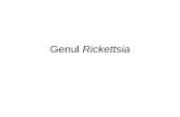 Genul Rickettsia - seria7.weebly.com · Diagnostic bacteriologic •p.p - exsudat faringian, spută, exsudate inflamatorii şi secreţii respiratorii, uretrale şi genitale •examen