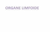 03.Organe limfoide 2018 site · Organizarea țesutului limfoid •Țesut limfoid difuz –orice aglomerare de limfocite, neorganizată, de obicei tranzitorie și în afara organelor