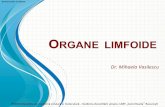 ORGANE LIMFOIDE - Seria 7 - Homeseria7.weebly.com/uploads/4/0/8/5/4085189/lp_ii-6-sistem_limfoid... · Studiu histologic pentru: Organ limfoid primar: -Timusul Organe limfoide secundare: