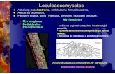 Loculoascomycetes - bio.bg.ac.rs · Loculoascomycetes Askokarp je askostroma, unilokularna ili multilokularna. Askusi su bitunikatni, Patogeni biljaka, gljiva i insekata, simbionti,