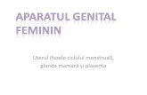 Uterul (fazele ciclului menstrual), glandamamară şi placenta · septuri desprinse din decidua bazală (porțiunea din endometru situată între embrion și miometru) Circulația