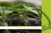 Cultura de pepeni altoiþi - ecoplant.ro Syngenta Altoire Pepeni.pdf · 6 7 Altoi Portaltoi Suprafaţa de contact Portaltoi Altoi Secţiune transversală prin punctul de altoire Punct