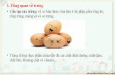 Tổng quan về trứng - sachthucpham.com trứng.pdf1. Tổng quan về trứng •Cấu tạo của trứng: về cơ bản được chia làm 4 bộ phận gồm lòng đỏ,