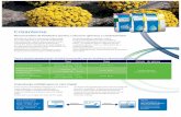 crizanteme - florisol.roflorisol.ro/sites/default/files/Fertilizare ICL crizanteme.pdf · Crizanteme Recomandări de fertilizare pentru cultura în ghivece a crizantemelor Substratul
