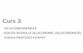 Curs 3 - mg2seria2.files.wordpress.com · 1. Gluconeogeneza (GNG) – definiţie, localizare • Definiţie: sinteza Glu din compuşi non-glucidici (ac. piruvic, ac. lactic, glicerol,