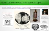Tipuri de celule sub microscopul optic - mail.uaic.romarius.mihasan/teaching/pdfs/general_biology... · Microscopul optic - un instrument ce foloseşte lumina vizibilă şi un sistem
