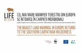 Cel mai mare mamifer terestru din europa se întoarCe în ... · Cel mai mare mamifer terestru din europa se întoarCe în Carpaţii meridionali expoziţie de fotografie ce încearcă