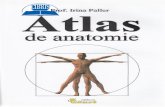Atlas de anatomie - cdn4.libris.ro de anatomie - Irina Paller.pdf · Toate celulele care intr[ in alc[tuirea corpului uman provin din segmentarea celulei ou, urmati de diferenfierea