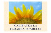 CALITATEA LA FLOAREA-SOARELUI - agroromania.manager.ro · floarea soarelui, folosite în fabricarea uleiului în scop industrial pentru produsele alimentare Semi ț ele de floarea-soarelui