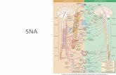 SNA - · PDF fileSistemul nervos central Sistemul nervos periferic Sistemul nervos autonom Sistemul nervos somatic Simpatic Parasimpatic Ach-rec N Neuroni postggl MSR Norepinefrina