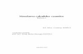 Simularea calculelor cuantice - PERFORMperform.usv.ro/rapoarte/09/raport_cercetare_1.pdf · numere complexe, în timp ce un calculator cuantic necesită doar n qubiţi, ceea ce îl