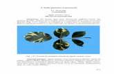 8. Bolile plantelor ornamentale Trandafirul Mozaicul ...marcelparvu.ro/fitopatologie/pdf/trandafirul.pdf · Helotiales; tab. 10) are miceliul de culoare brună şi formează strome