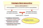 Fiziologia fibrei miocardice - study4med.files.wordpress.com · Excitabilitatea (batmotropism)-capacitateade a răspunde la stimuli Automatismul (cronotropism)-capacitateade a generastimuli