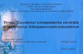 Tema: Duodenul componenta centrală - anatop.usmf.md · Duodenul a fost un organ care o lungă perioadă de timp a fost considerat ca fiind un segment al tubului digestiv interpus