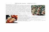 Hibrid de tomate “SIRIANA F1” - Seminte de legume si flori · Hibrid de tomate “SIRIANA F1” Principalele caracteristici: Hibrid timpuriu, cu creştere nedeterminată, destinat