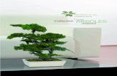 CollectionTrees ARBOLES Arbres - naturapreserved.com · conservate, avand capacitatea de a furniza cantitati extinse catre clienti de tip angrosisti sau comercianti, societati preocupate