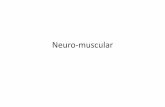 Neuro muscular - 4 Neuro-muscular.pdf · PDF fileStructura fibrei musculare:Structura fibrei musculare: • ‐Membrana celulara: – receptori de suprafaţa implicaţi in controlul