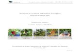 Inovaţii în cultura arbuştilor fructiferiinnoberry.usamv.ro/images/Media_gallery/RS3_Adrian-Asanica.pdf · majoritatea dintre acestia avand ca principal mod de inmultire vegetativa