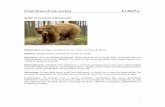 Ursul brun (Ursus arctos) EUROPA - dmmt.ro din Gradina Zoologica.pdf · 3 Renul sălbatic (Rangifer tarandus) EUROPA Ştiaţi că renul are un simţ al mirosului foarte bun? Răspândire: